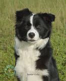 Border Collie 9B62D-18